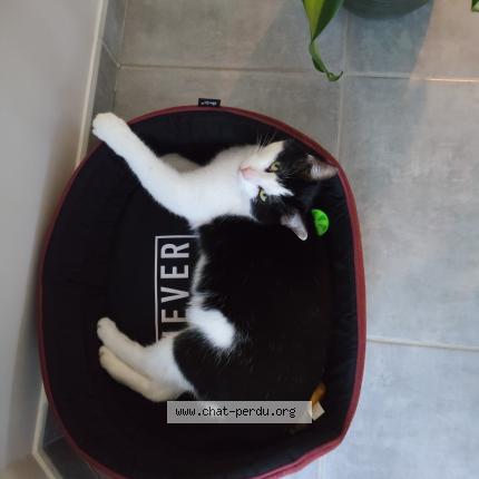 Foto 1/1 Ulysse Chat perdido en Balbigny