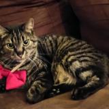 Foto del gato perdido en Onnaing