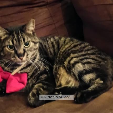 Foto 1/1 Spiner Chat perdido en Onnaing