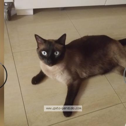 Foto 1/1 Gato encontrado Perdido en Mairena del aljarafe
