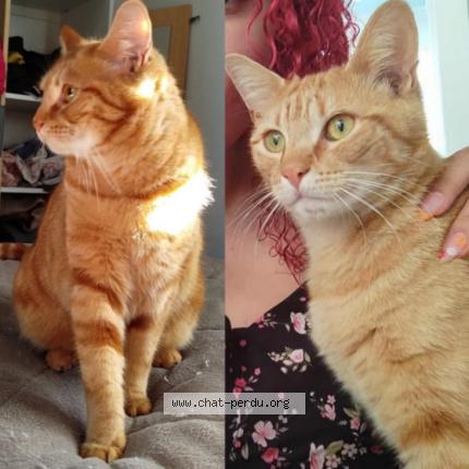 Foto 1/1 Ulysse Chat perdido en Saint pere en retz