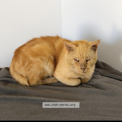 Foto 1/1 Tropico Chat perdido en Amblainville