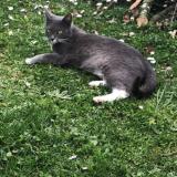 Foto del gato perdido en Seynod