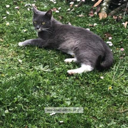 Foto 1/1 Mina Chat perdido en Seynod