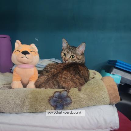 Foto 1/1 Shenzy Chat perdido en Bourges