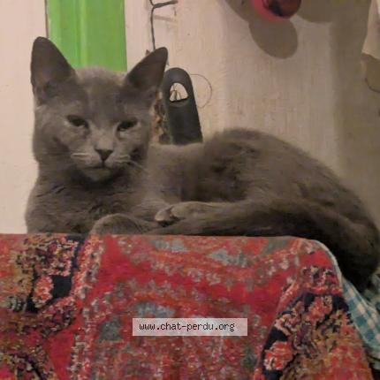 Foto 1/1 Buffy Chat perdido en Valenciennes