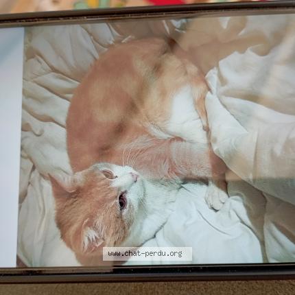 Foto 1/1 Caramel Chat perdido en Beaucroissant