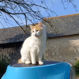 Foto del gato perdido en La Menitre