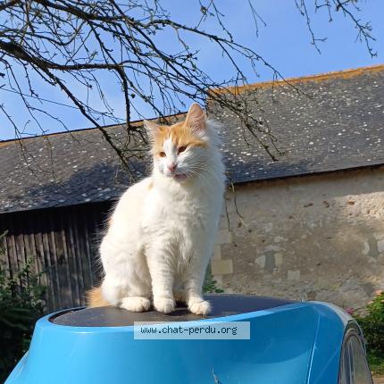 Foto 1/1 Tatli Chat perdido en La menitre