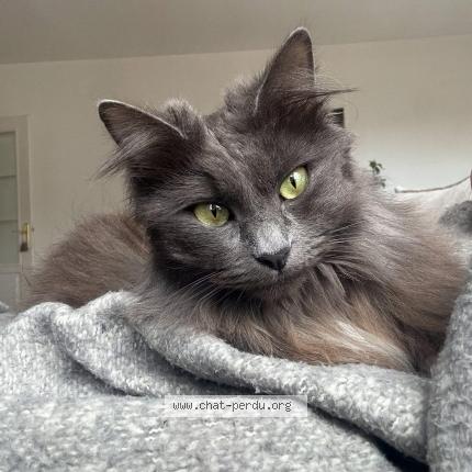 Foto 1/1 Krakiki Chat perdido en Collonges au mont d or