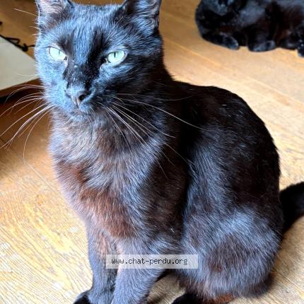 Foto 1/1 Shelby Chat perdido en Soubes