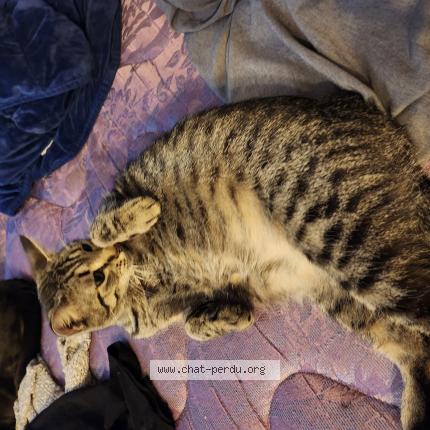 Foto 1/1 Majestée Chat perdido en Quebec