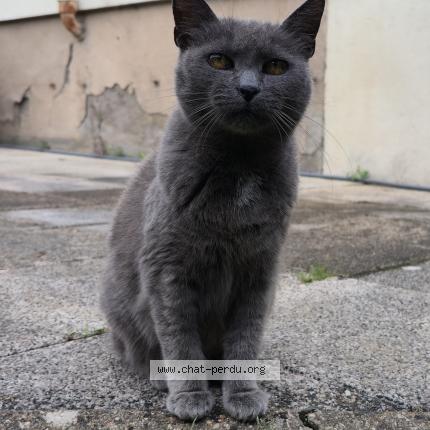 Foto 1/1 Louloute Chat perdido en Neuves maisons