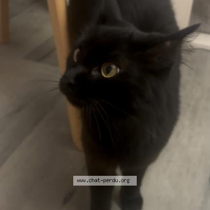 Foto 1/1 Végéta Chat perdido en Toulouse