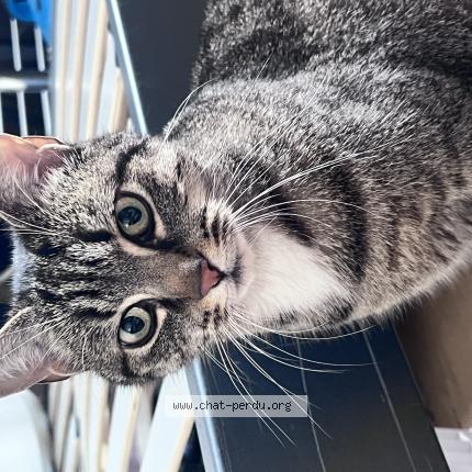 Foto 1/1 Gato encontrado Encontrado en Nantes