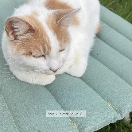 Foto 1/1 Lucky Chat perdido en Ponce sur le loir