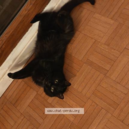 Foto 1/1 Mystic Chat perdido en Villeurbanne