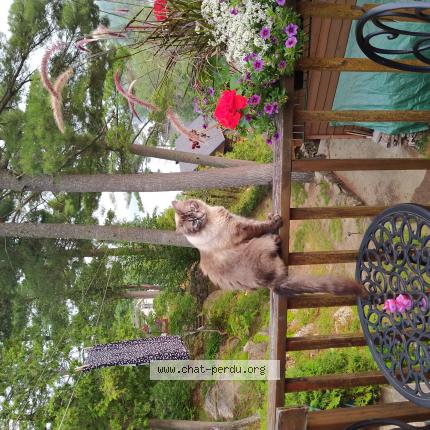 Foto 1/1 Bouba Chat perdido en St charles borromee