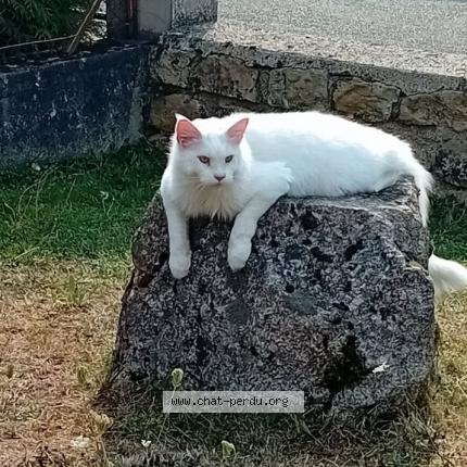 Foto 1/1 Widow Chat perdido en Gueugnon