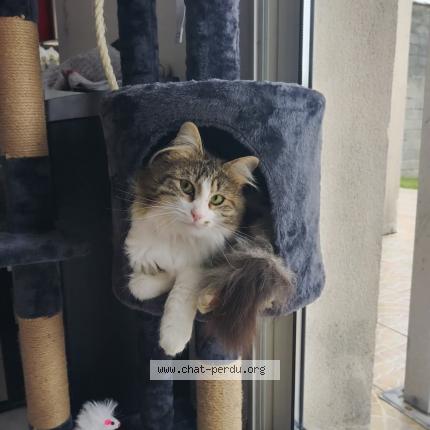 Foto 1/1 Sisi Chat perdido en Andilly