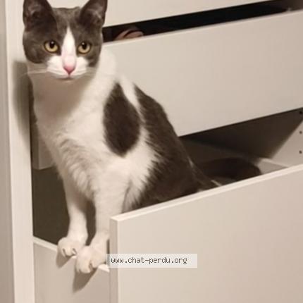 Foto 1/1 Gato encontrado Perdido en Nantes