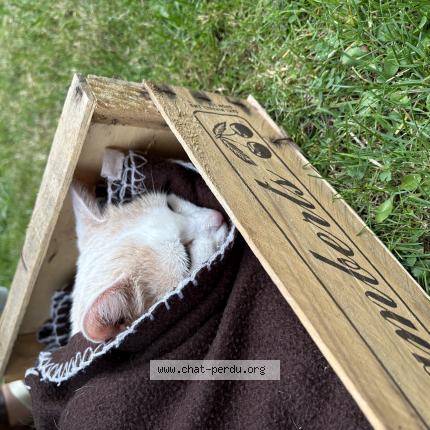 Foto 1/1 Gato encontrado Encontrado en Bonsecours