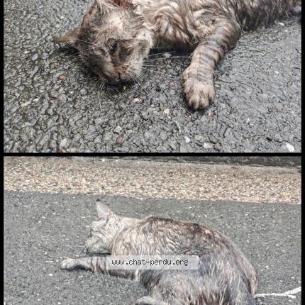 Foto 1/1 Gato encontrado Encontrado en Bordeaux