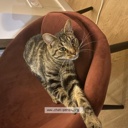 Foto 1/1 UGGY Chat perdido en Le mans