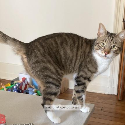 Foto 1/1 Shiva Chat perdido en Ustaritz