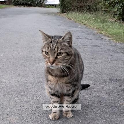 Foto 1/1 Gato encontrado Encontrado en La faute sur mer