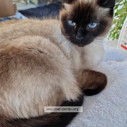 Foto 1/1 Nao Chat perdido en Josselin