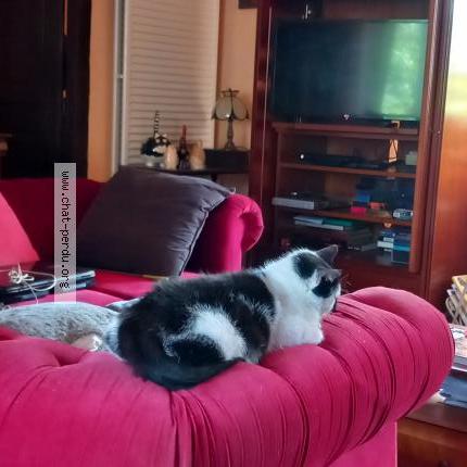 Foto 1/1 Daniel Colette Chat perdido en Cerilly