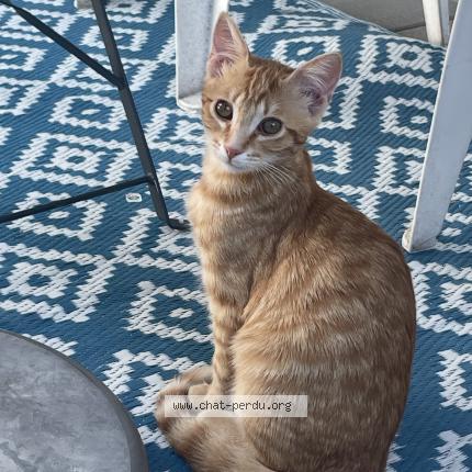 Foto 1/1 Ley Chat perdido en Sedan