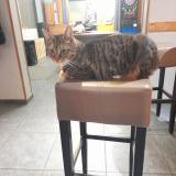 Foto del gato perdido en Thalloire