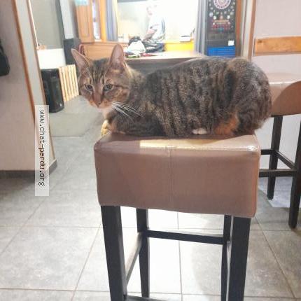 Foto 1/1 Gipsy Chat perdido en Thalloire