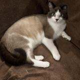 Foto del gato perdido en Lieuron