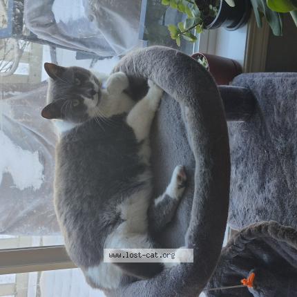 Foto 1/1 Marcie Chat perdido en Calgary