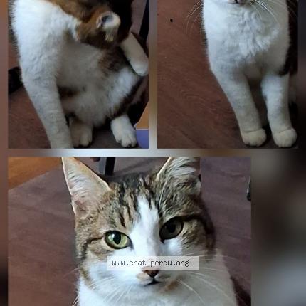 Foto 1/1 Jules Chat perdido en Blennes