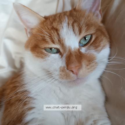 Foto 1/1 Milki Chat perdido en Roussillon