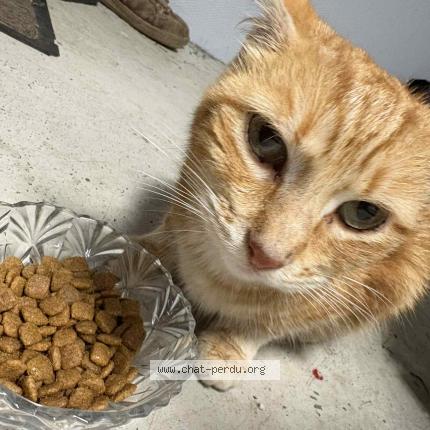 Foto 1/1 Gato encontrado Encontrado en Arches