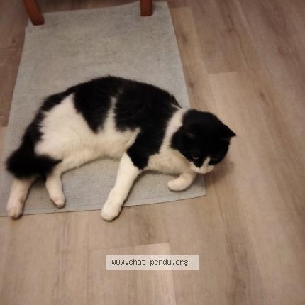 Foto 1/1 Sam Chat perdido en Pluneret