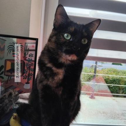 Foto 1/1 Milly Chat perdido en Quimper