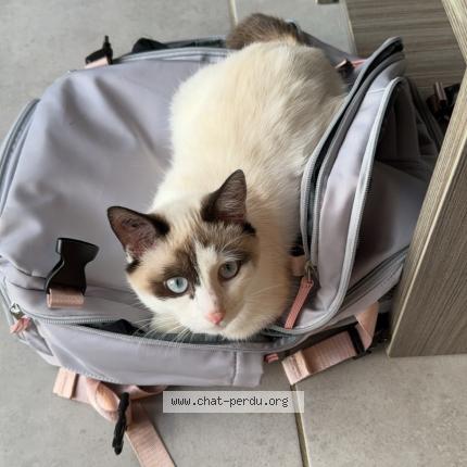 Foto 1/1 Snow Chat perdido en Vulbens