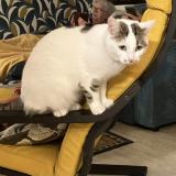 Foto del gato perdido en Saint Cyr Sur Morin