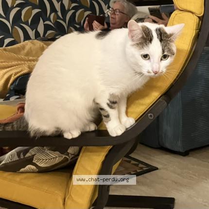 Foto 1/1 RITA Chat perdido en Saint cyr sur morin