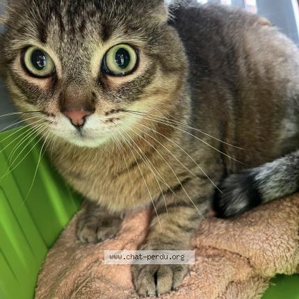 Foto 1/1 uzul Chat perdido en Grenoble