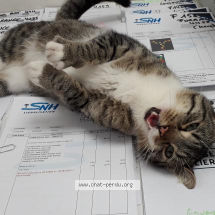 Foto 2/3 Gato encontrado Encontrado en Morville les vic