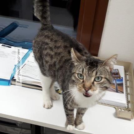 Foto 3/3 Gato encontrado Encontrado en Morville les vic