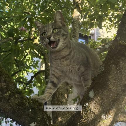 Foto 1/1 Uno Chat perdido en Morvillars