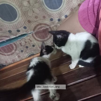 Foto 1/1 panda yuki Chat perdido en Phase1 bagong silangcaloocancity